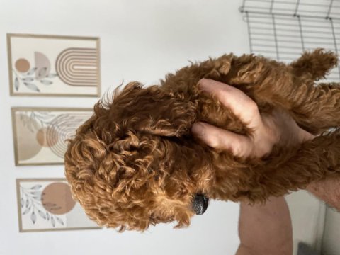 3 aylık erkek toypoodle yavrumuz 