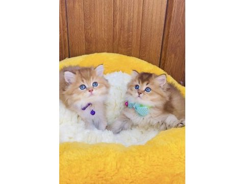 Üst düzey golden british longhair