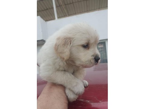 Golden retriever bebekler