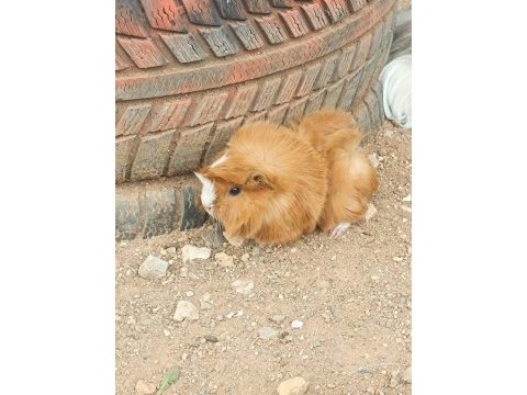 Guinea pigler