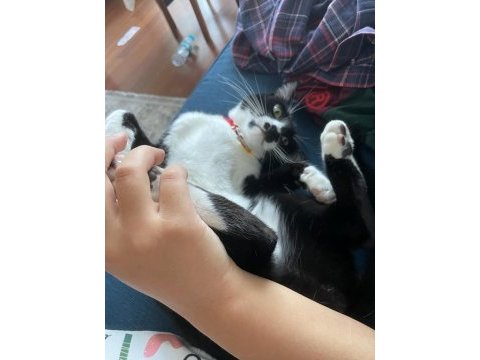 Sevecen ve oyun delisi çocuk kedimiz