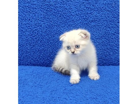 Scottish fold mavi boncuk buyrun 