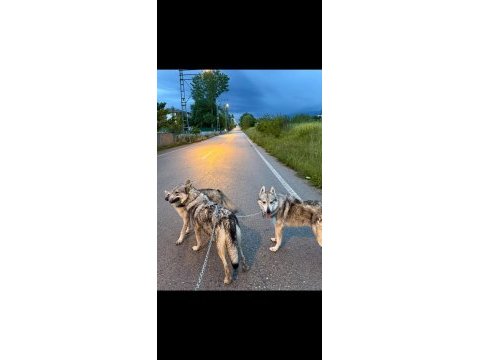 A kalite wolfdog yavrular
