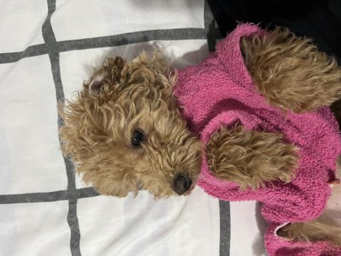 3-4 aylık toy poodle dişi