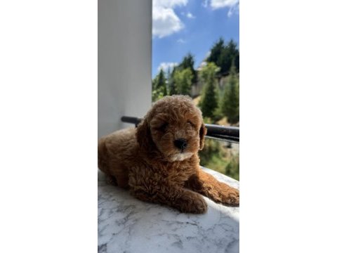 Tr nin en uygun poodle yavrusu
