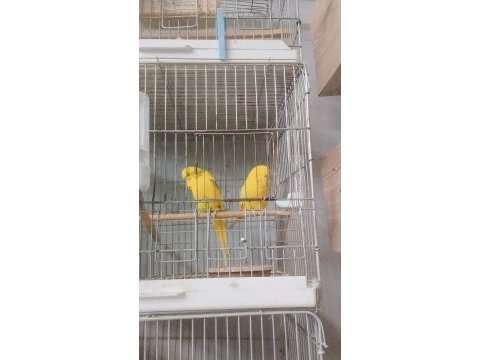Her türlü kuş türü vardir