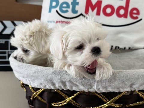 Petmode köpek çiftliğinden tea cup kore kan maltese