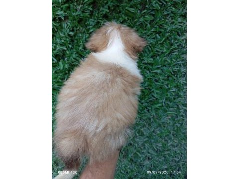 Irk ve sağlık garanti shih tzu şitsu bebeğimiz
