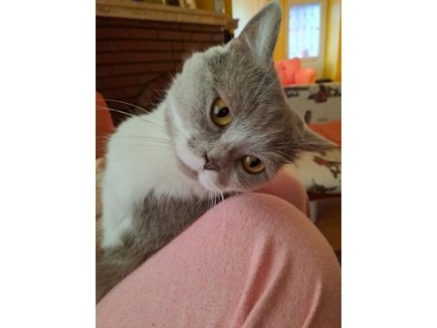 Minik british shorthair betamız yeni yuvasını arıyor