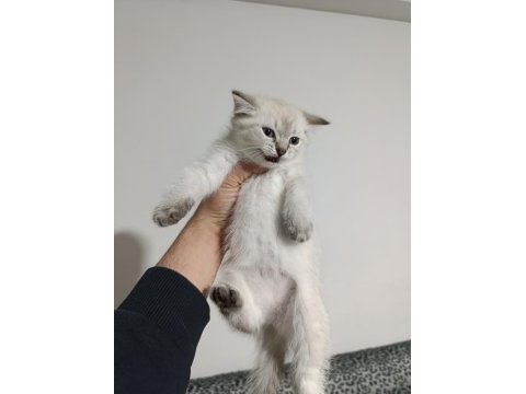 Scottish fold blue point