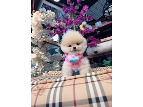 A kalite pomeranian boo