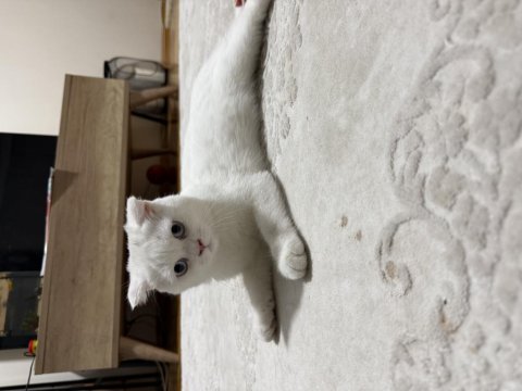 3.5 aylık scottish fold dişi yavru