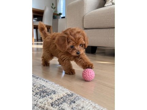 Toy poodle ırkı cins yavrular
