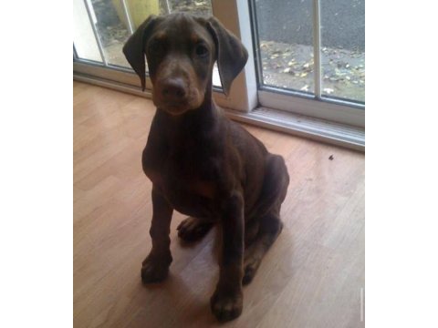 Rezerve açık doberman