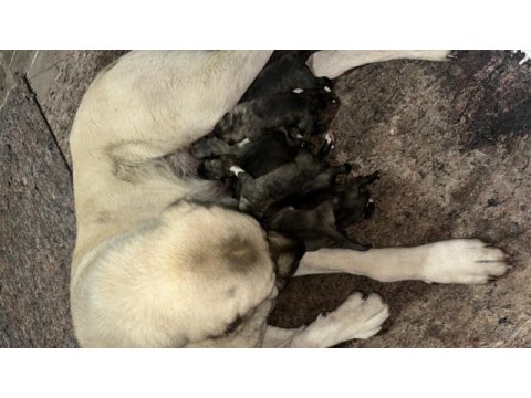 Dev kangal yavrular rezerveye açıktır