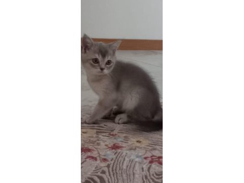 Oyuncu british kedim