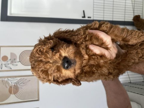 3 aylık erkek toypoodle yavrumuz 