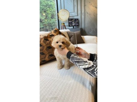 Birinci sınıf toy poodle yavrularımız