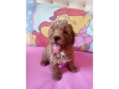 Red maltipoo minnaklar