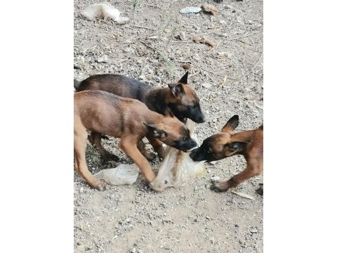Belçika malinois köpekler