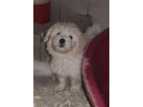 (sdk) çiftlikten sıfır numara terrier yavru