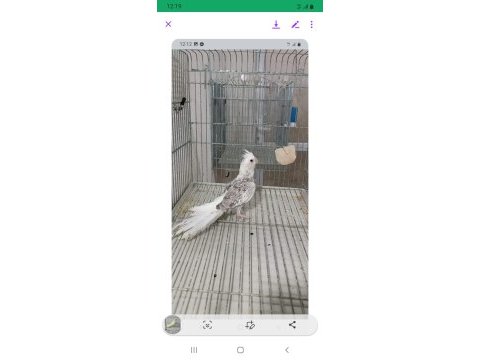 Ful ele alışık sultan papağanları