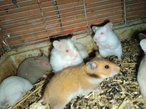 Renk renk hamsterler