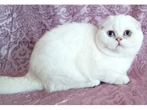 Şampiyon atalardan scottish fold yavrular