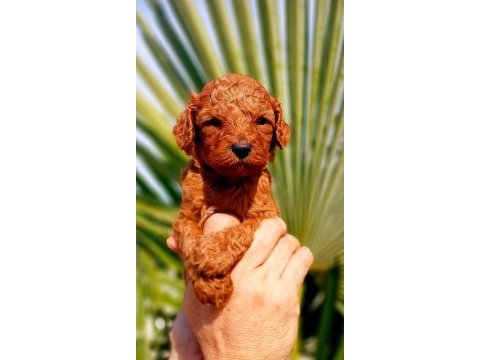 Muhteşem toy poodle bebeklerimiz