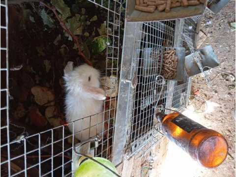 Hollanda teddy lop tavşanı