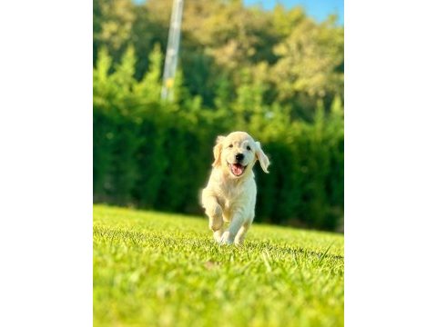 Baby face golden bebeklerimiz aşıları tam