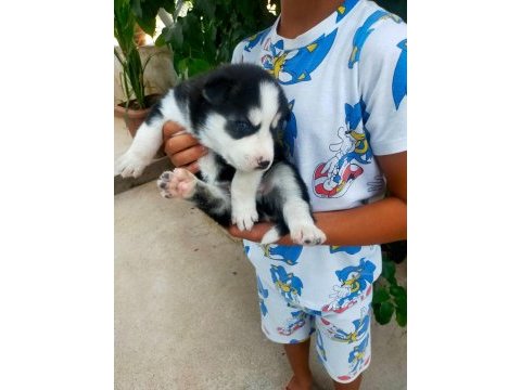 Husky köpeği bebekler