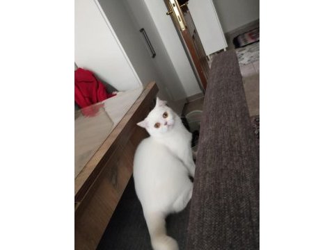 Scottish straight shorthair white dişi