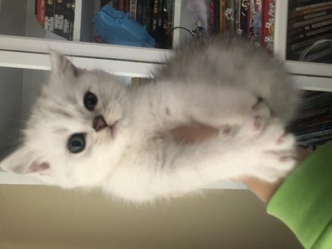2 aylık yavru british longhair cins kediler