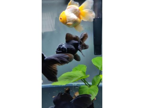 İthal oranda thailand baby face black oranda kaliteli