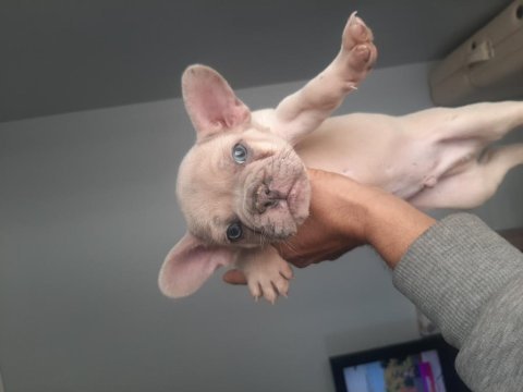 French bulldog erkek