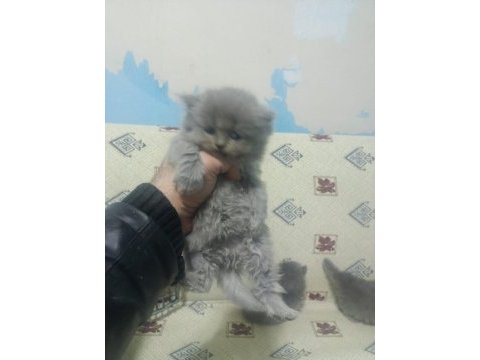 Oyuncu uysal kedimiz yumak yeni yuvasını arıyor