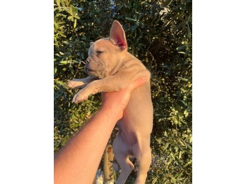 60 günlük son kalan erkek yavru french bulldog