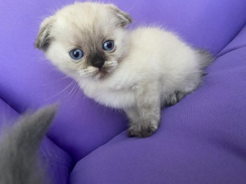 Scottish fold