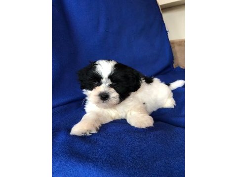 Shih tzu bebekler ruhsatlı üretim