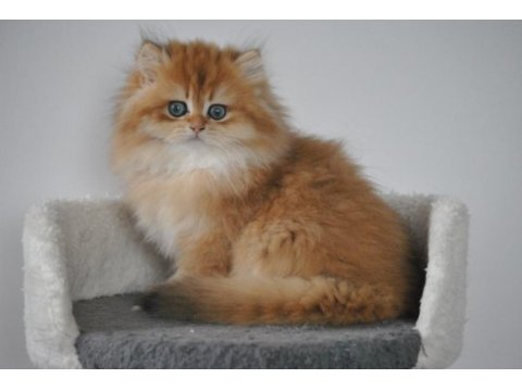 Şecereli golden british longhair ny12 dişi 3 aylık