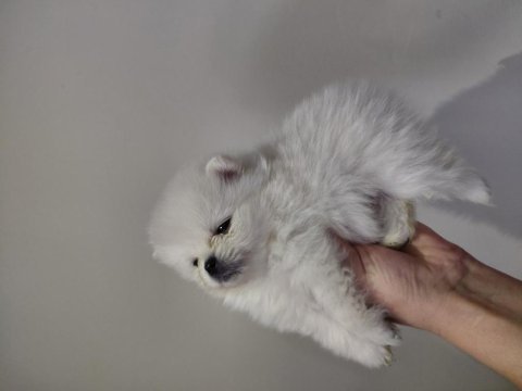 Pomeranian minik surat