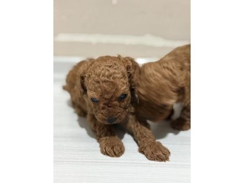 Toy poodle bebekler