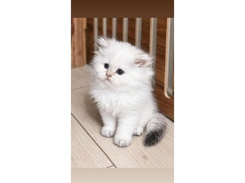 Golden point ny25 dişi british longhair