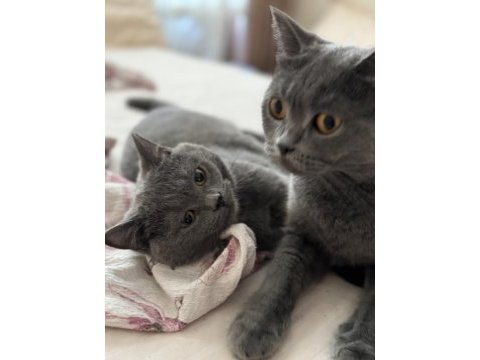 1 erkek ve 2 dişi british shorthair yavruları