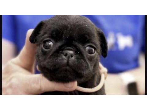 Siyah pug safkan