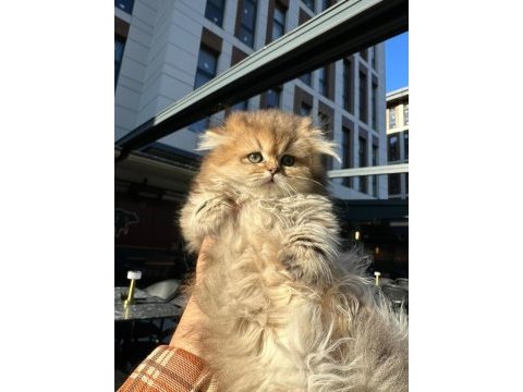 Ücretli british golden longhair erkek yavru