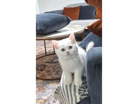 British yavrularımız teslime hazır