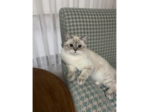Çiftleştirmek için dişi kedi arıyoruz
