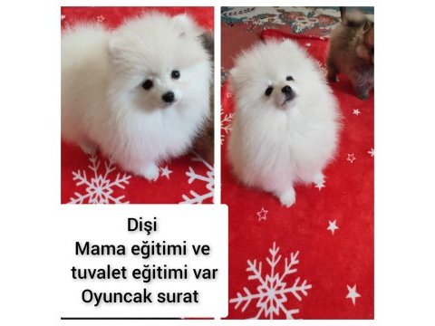 Pomeranian oyuncak yüz
